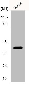 CDK5R2 Antibody