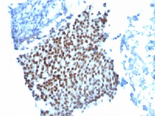 CDKN1A Antibody