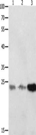 CDKN1A Antibody