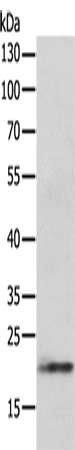CDKN1A Antibody