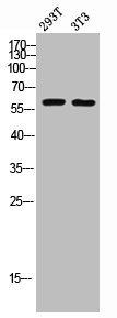 CDKN1C Antibody