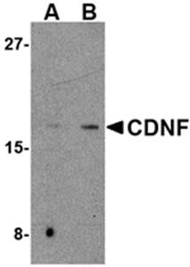 CDNF Rabbit Polyclonal Antibody