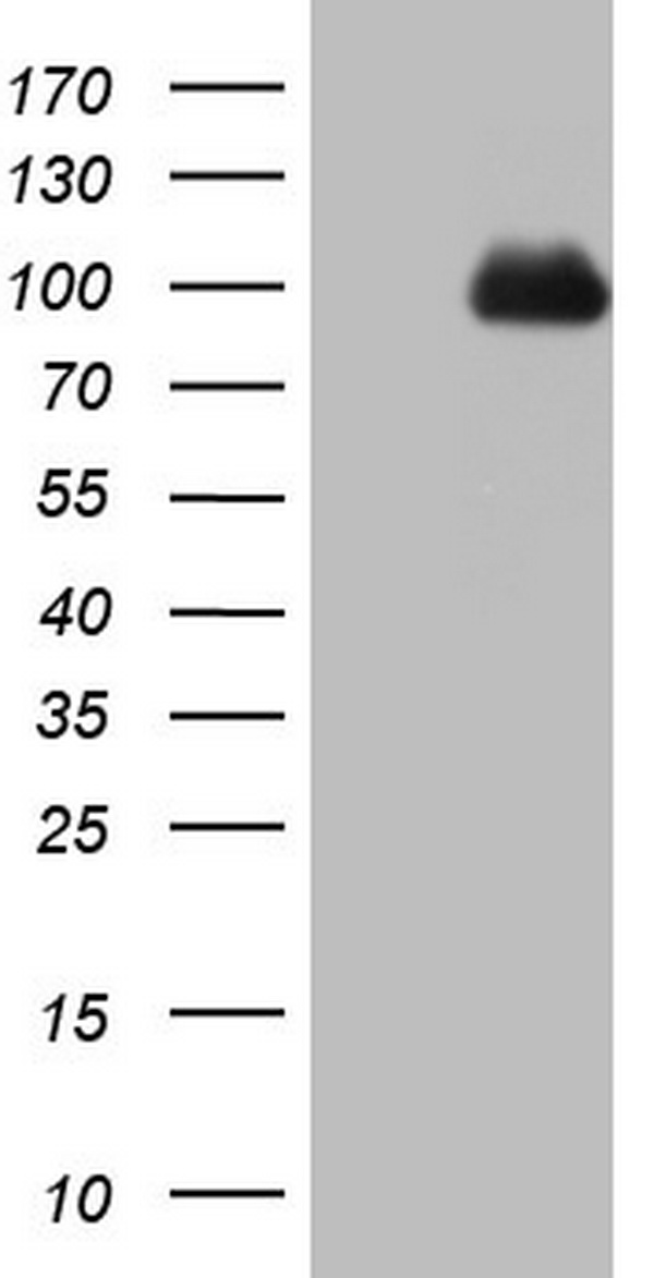 CDX2 Antibody
