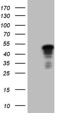 CDX2 Antibody