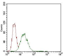 CDX2 Antibody