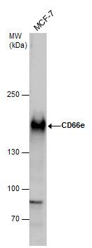 CD66e antibody