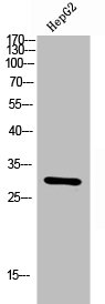 CEACAM3/CEACAM6 Antibody