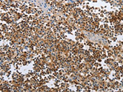 CEBPA Antibody