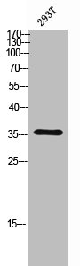 CEBPB Antibody