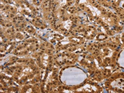 CEL Antibody