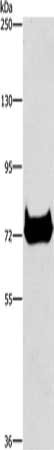 CEL Antibody