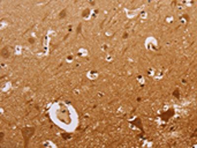 CEL Antibody