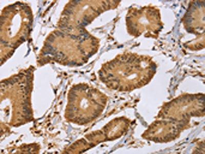 CEL Antibody