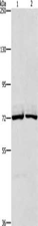 CEL Antibody