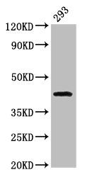Tp53 Antibody