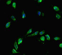 CENPA Antibody