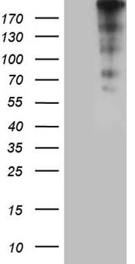 CENPJ Antibody