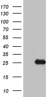 CENPO Antibody