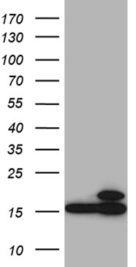 CENPO Antibody