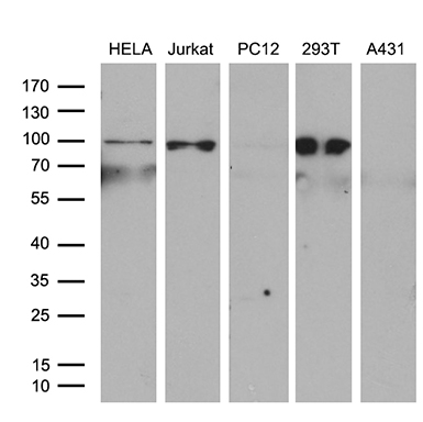 CENPQ Antibody