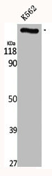 CEP290 Antibody