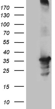 CEP55 Antibody