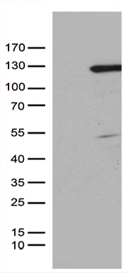 CEP55 Antibody