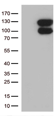 CEP72 Antibody