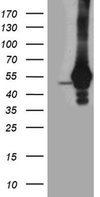 CEP72 Antibody