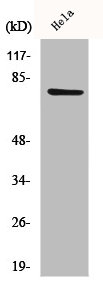 CEP78 Antibody