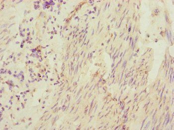 CEP95 Antibody