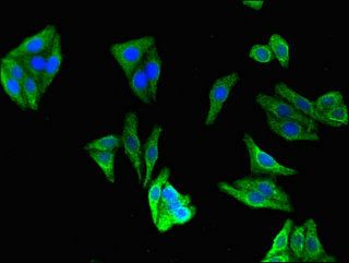 CERK Antibody