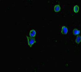 CERKL Antibody