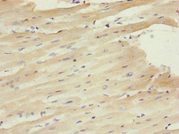 CETN1 Antibody