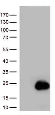 CFAP298 Antibody