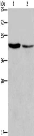 CFLAR Antibody