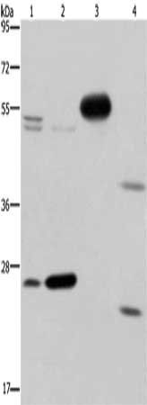 CFLAR Antibody