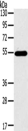 CFLAR Antibody