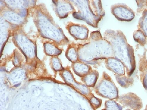 CGB3, CGB5, CGB8, NA Antibody