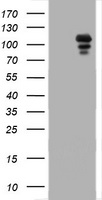 CHAC1 Antibody