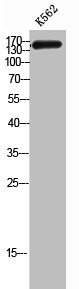 CHAF1A Antibody