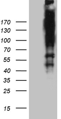 CHCHD3 Antibody