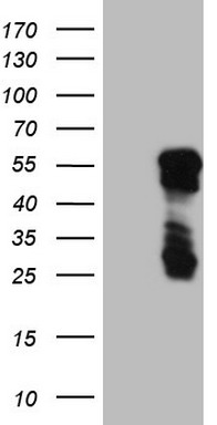 CHCHD3 Antibody
