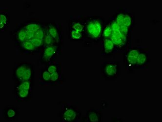 CHD1L Antibody