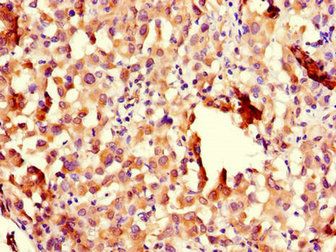 CHFR Antibody