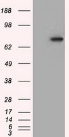 CHEK2 Antibody