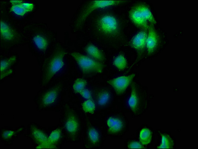 CHML Antibody