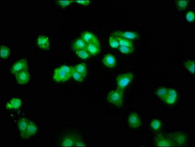 CHMP1A Antibody