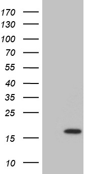 CHMP5 Antibody