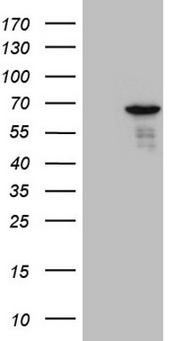 CHMP5 Antibody